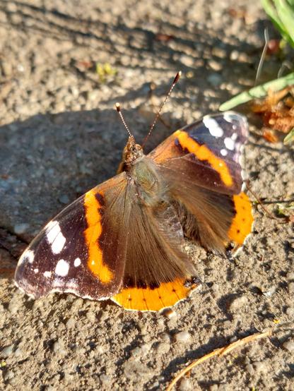 Ein Admiral sitzt auf den von der Abendsonne beschienenen grauen Pflastersteinen und wärmt sich. Seine Flpgel sind schwarz-braun, an den Spitzen weiß gefleckt. Mittig jedes Flügels vertikal ein oranger Halbbogen, der bündig an der Unterseite der Flügel abschließt.
