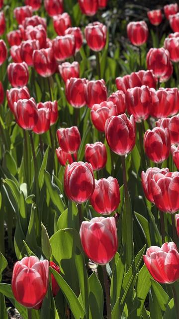White tipped red tulips