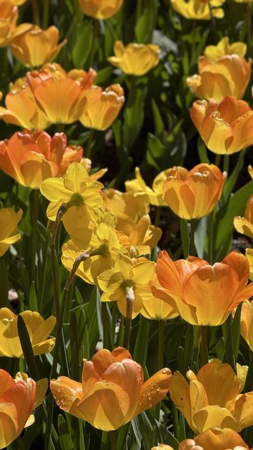 Yellow tulips with orange tips