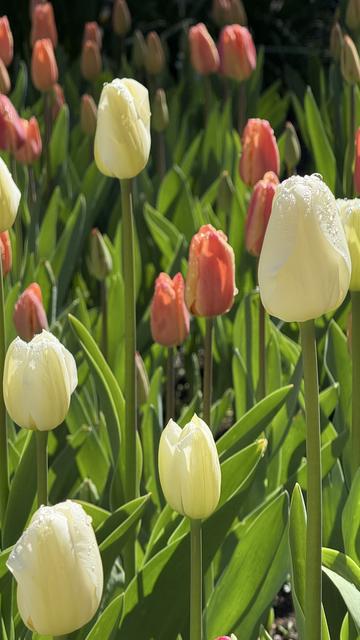 White and pink tulips