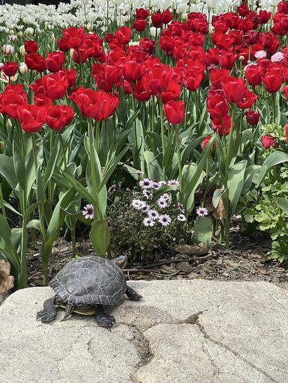Red tulips and a turtle