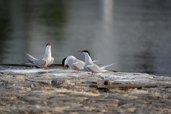 A triplet of terns