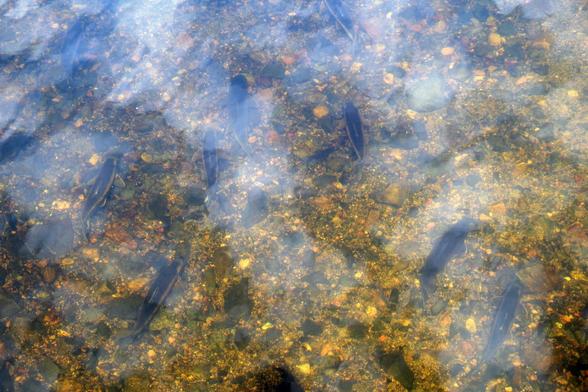Photo taken from right above a shallow river where several large fish are facing into the current, spawning. The bottom is gravelly.