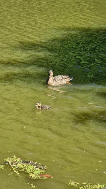 Zu sehen ist eine erwachsene, weibliche Stockente und ein Entenküken, die auf Wasser schwimmen. Das Wasser hat eine grünliche Färbung.