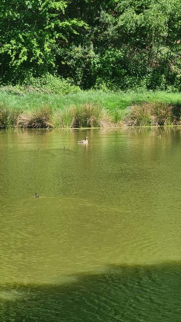 Bildausschnitt eines Weihers mit grünem Wasser auf dem eine erwachsene, weibliche Stockente und sechs Entenküken schwimmen. Im Hintergrund sieht man das Ufer an dem Gras wächst. Noch weiter im Hintergrund sieht man dichtstehende Sträucher und Bäume.