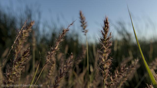 A close-up view of tall grasses with spiky seed heads against a clear blue sky. The image captures the texture and details of the grass in a natural setting.