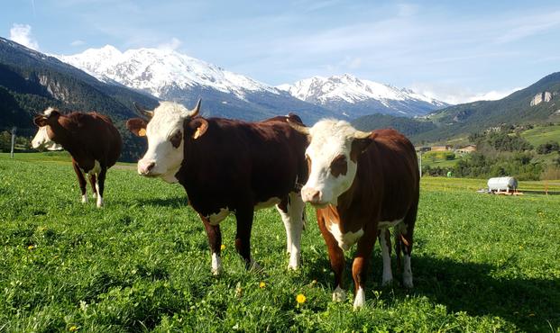 Des vaches avec des cornes