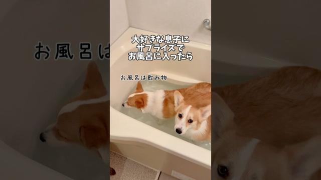 帰宅したらサプライズでお風呂に入ったけど、そっちゃんバスケの練習で疲れてやや塩対応でした😂そんな時もあるさお風呂頑張りました✨ #コーギー #犬と子供  #コーギー多頭飼い