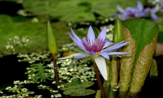 Waterlily