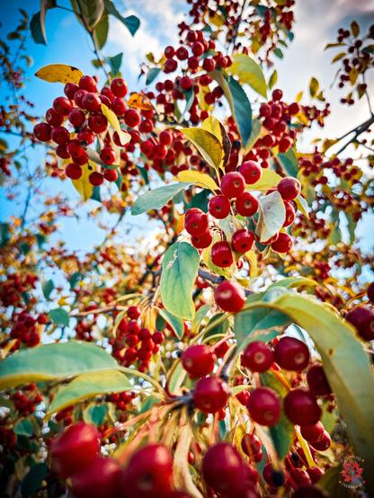 Photography of a cherry tree