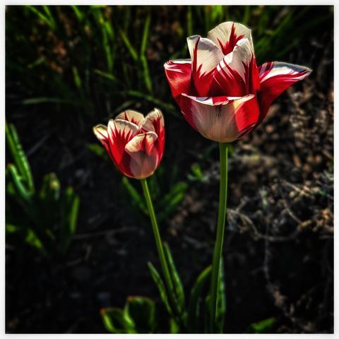 A close-up photograph shows two tulips. The larger tulip, in the foreground, is mostly red with white streaks and markings. The smaller tulip, slightly behind and to the left, has a similar colour pattern. Both flowers are in focus with green stems and are set against a blurred background of dark soil and green foliage.