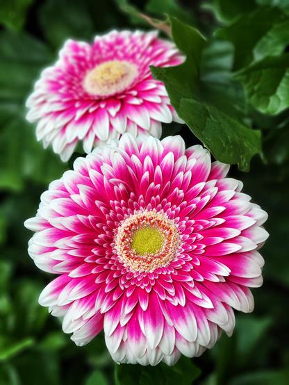 This image shows two Gerbera Daisy flowers, bright pink with white tips.