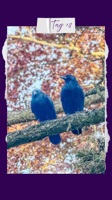 Zwei dunkelblaue Krähen sitzen eng beieinander auf einem Ast und genießen die wärmenden Sonnenstrahlen. Im Hintergrund leuchten die frisch austreibenden Blätter in zarten Rot- und Gelbtönen – ein lebendiges Frühlingsspiel aus Licht und Farbe. Oben klebt ein handschriftlicher Zettel mit der Aufschrift „Tag 13“. Ein friedvoller Moment voller Aufbruch und Leichtigkeit.