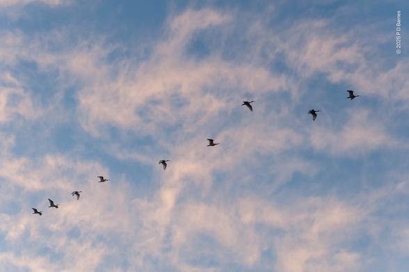 A flock of ibis is flying silhouetted single-file across a dawn sky that's half blue, half wispy pink clouds.