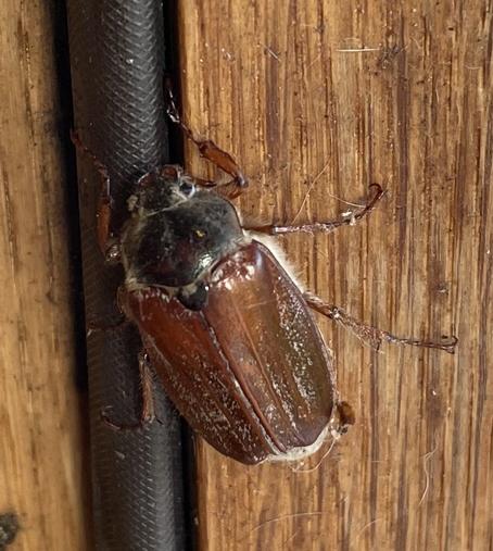 sitting on a wooden doorframe is a beetle, about 2cm long 
.Black head and neck. Brown body that looks wood-like. Long Brown legs sticking out