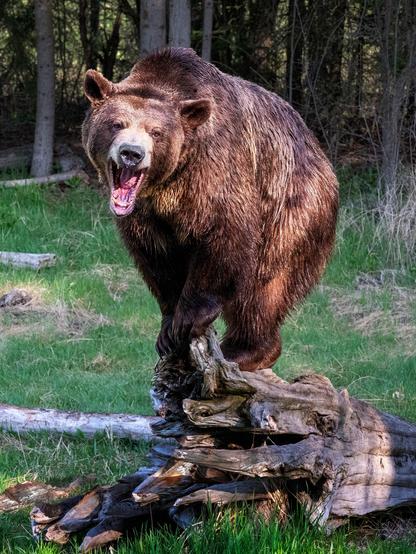 A grizzly bear stands on a log in a grassy area, roaring with its mouth open. The background features trees and natural foliage.