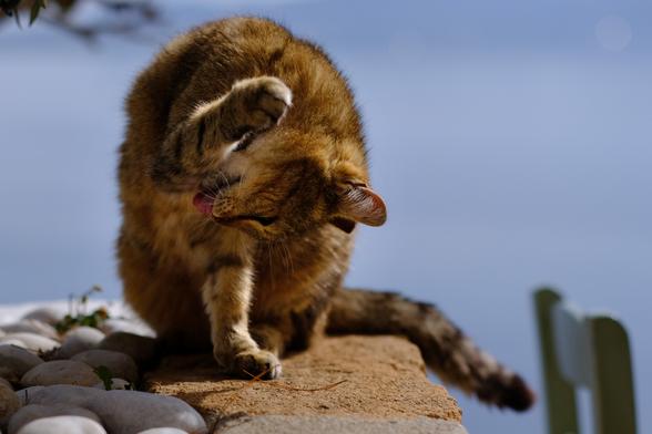 Photo of a tabby cat grooming.