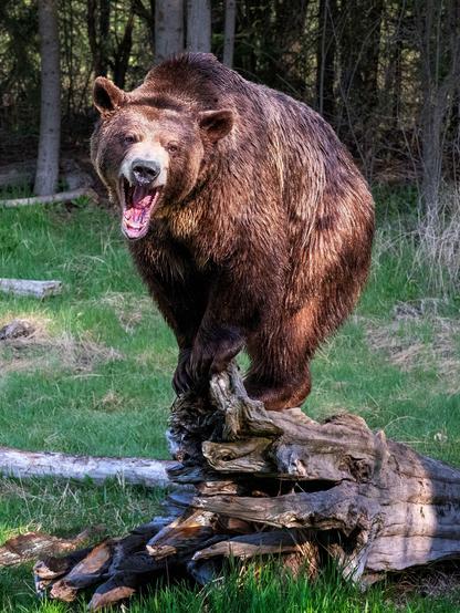 A grizzly bear stands on a log in a grassy area, roaring with its mouth open. The background features trees and natural foliage.