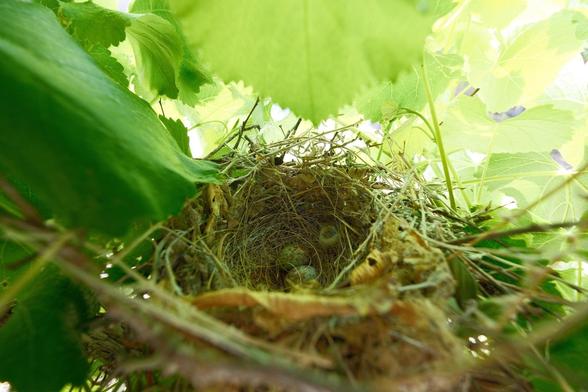 A Northern Mockingbird's nest with a few rust red speckled eggs inside, surrounded by green grape leaves and branches. The sun shines brightly through the wide leaves.