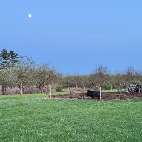 pig & moon
