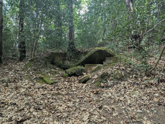 A small ruined building in mature woodland. the thick concrete roof has collapsed in and the brick walls have tumbled down.