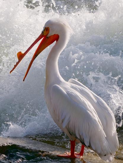 Extremely large and conspicuous. White with black wingtips. Very long, orange bill with pouch for scooping up fish. Here it can be seen sitting in shallow water at the edge of a river waiting to catch some food!