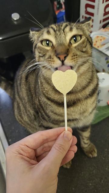 Eggers the brown tabby cat is licking a heart shaped freeze dried chicken treat on a stick. He looks so silly.