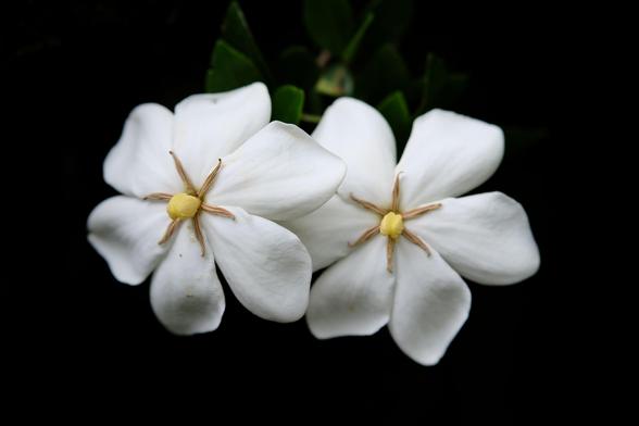 Two white gardenia blossoms
