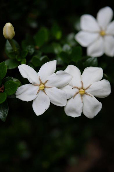 Three white gardenia blossoms and buds