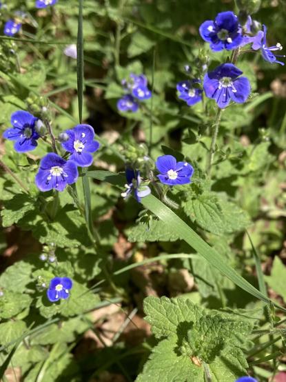 Bright blue flowers with a white centre, green foliage in the background