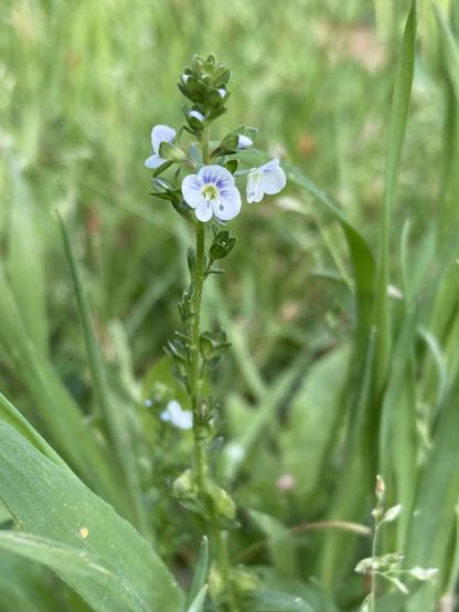 A stem with multiple pale blue flowers and small pointy leaves. Grass in the background
