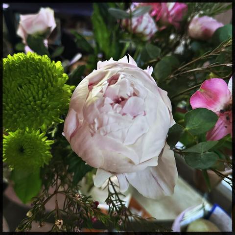 Pale pink peony amongst other flowers