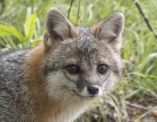 Picture of a Fox