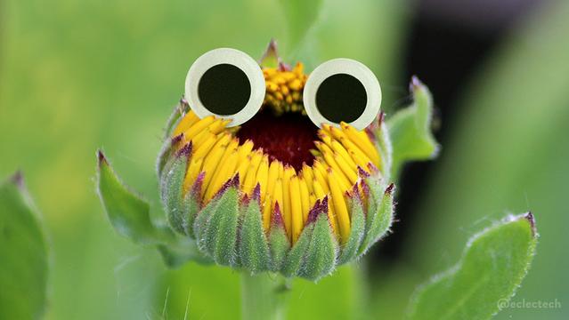 A photo of a flower bud against soft focus green leaves. The bud has many thin yellow petals, fringed with dark red, curved over a dark red centre. There are large googly eyes above the centre, so the central gap becomes a smiling open mouth.