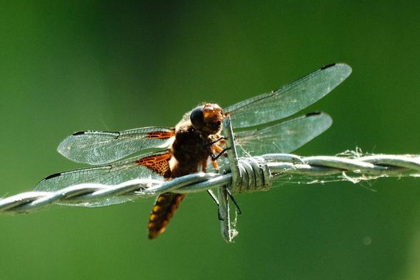 Macro shoot of a massive dragonfly on green background