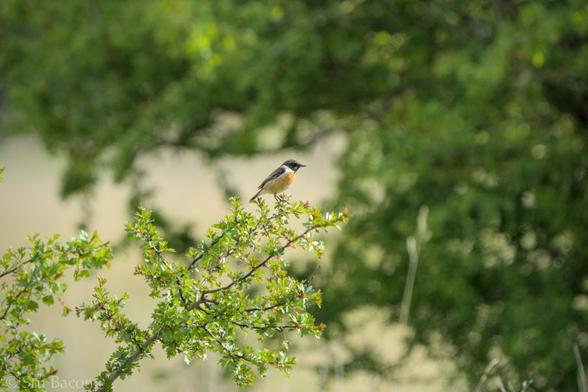 A photograph of a male Stonechat perched on top of a bush, another bush is blurred in the background. I positioned the bushes to get a clearer view of the bird in a little gap in the background bush.