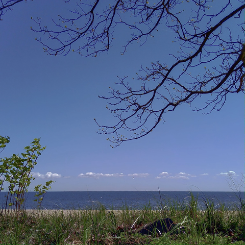 A beach photo—looking to the horizon on a clear day. The scene is framed by a bare branch that reaches across the top from the right side of the photo and a shrub that borders the lower left part. Contrast and color issues are apparent in this photo.