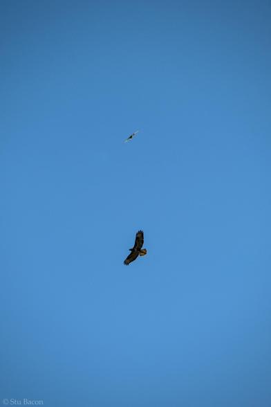 A photograph of a Buzzard against a blue sky, just above it is a Kestrel that had been swooping on it for about a minute.