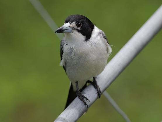 A butcherbird sitting on a clothes line