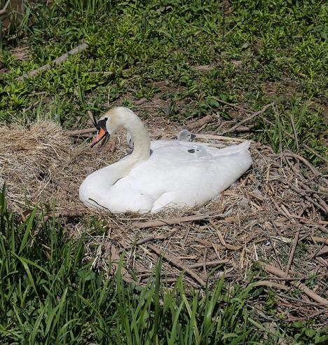A swan on her nest, with two very new cygnets on her back tucked up among feathers.