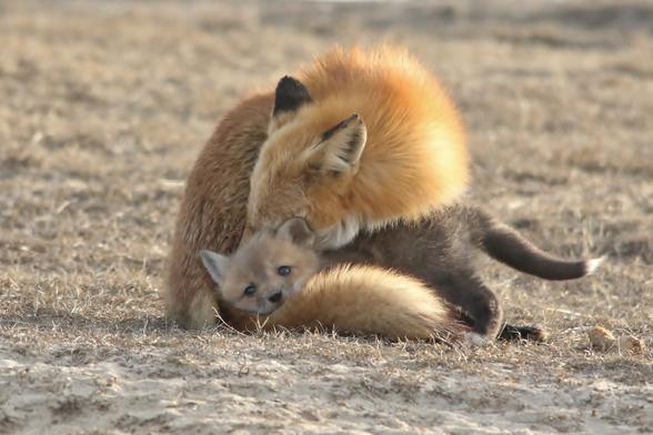 Picture of a Fox