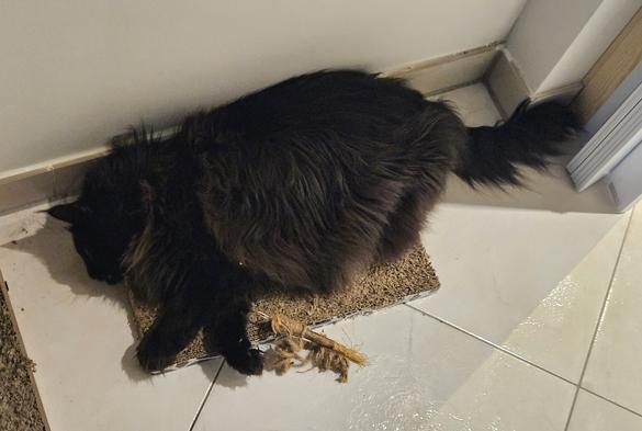 Black long-haired cat "Hope" sleeping on a cardboard scratch board on the floor.