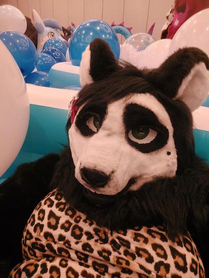 A selfie of me wearing my panda partial in an inflatable pool with a bunch of balloons