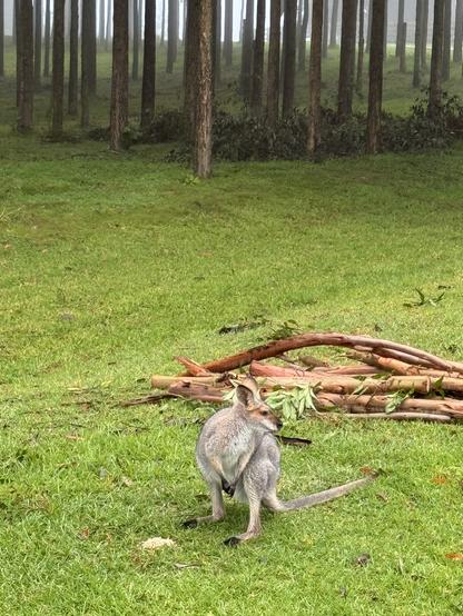 A female wallaby sits on wet green grass next to some cut tree branches eating pellets. Behind her is forest