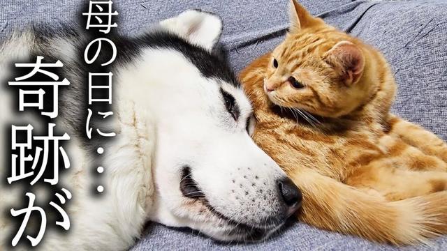 子猫と犬達についにこの時がやってきた...