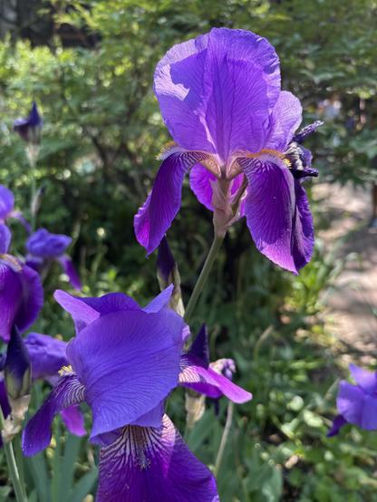 Purple iris in my NYC community gardens.