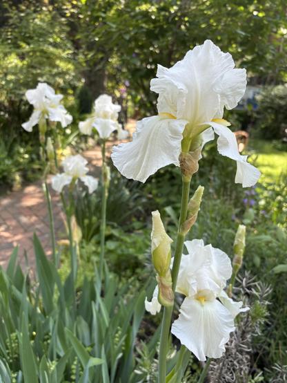 White iris in my NYC community gardens.