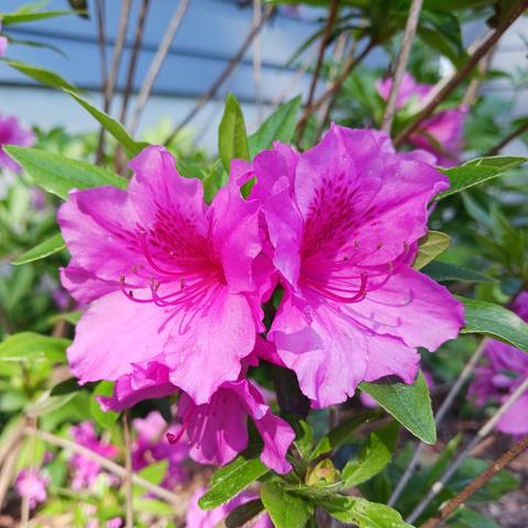 Close-up photo of 2 bright pink azalea flowers side-by-side amidst bright lime green foliage with thin gray branches out of focus in the background.