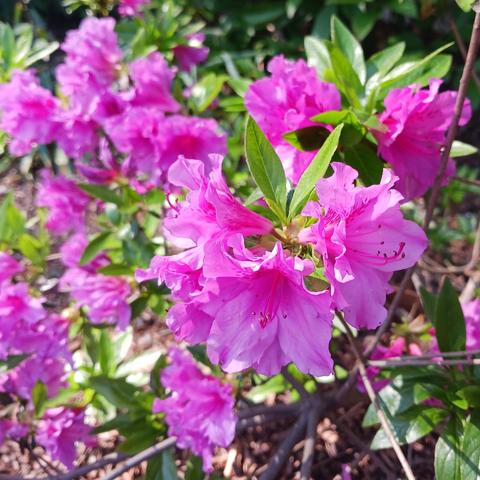 Photo of bright pink azalea flowers amidst bright lime green foliage with thin gray branches out of focus in the bottom right of the frame.