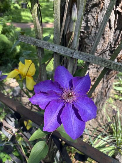 A big purple bloom on the bottom of a trellis, grass and path visible, and a yellow iris in the background.